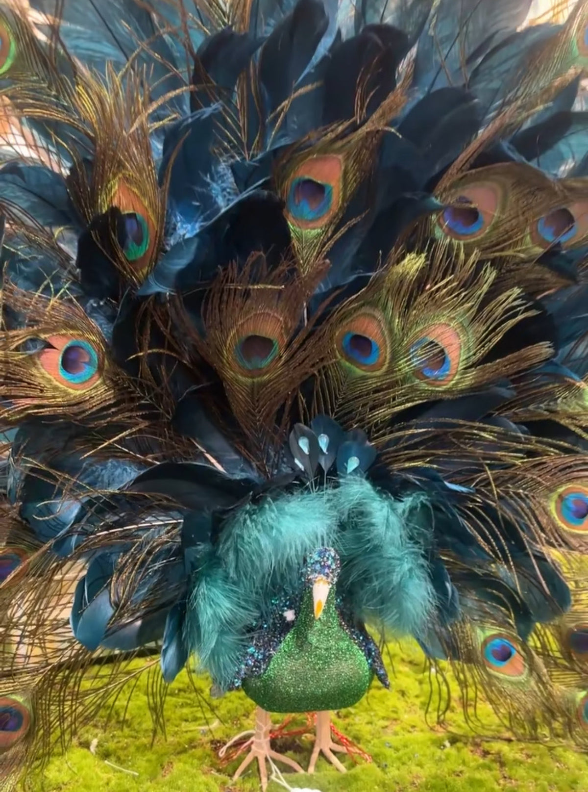Peacock Christmas
