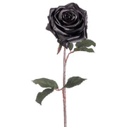 Black Magic Rose Stem 21.5" Box of 12