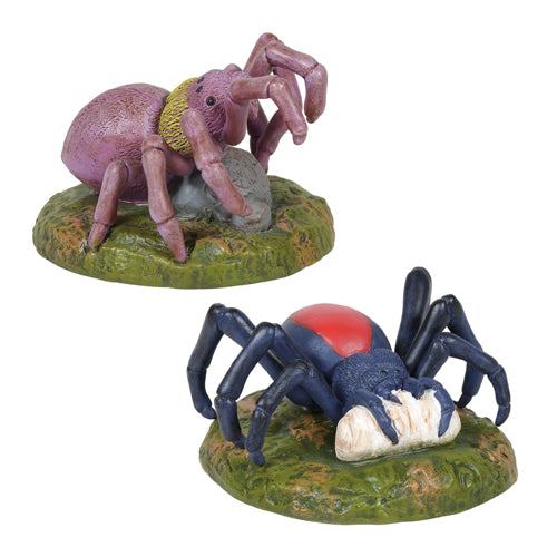 Spider Phobia
