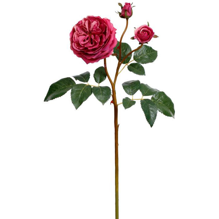 Bundle of 12 Pink English Roses with 3 Blooms 22"