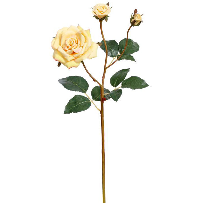 Bundle of 12 Yellow Garden Roses with 3 Blooms 19.5"
