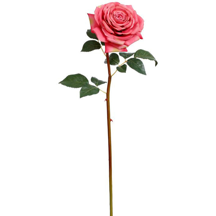 Bundle of 12 Pink Mature Roses 25.5"