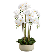 White Phalaenopsis Plant in Pot 39"