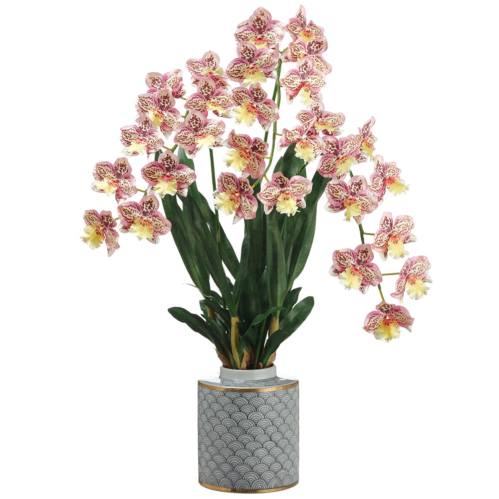Burgundy and Yellow Odontoglossom Plant In Blue and White Vase 34"