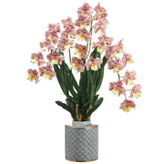 Burgundy and Yellow Odontoglossom Plant In Blue and White Vase 34"