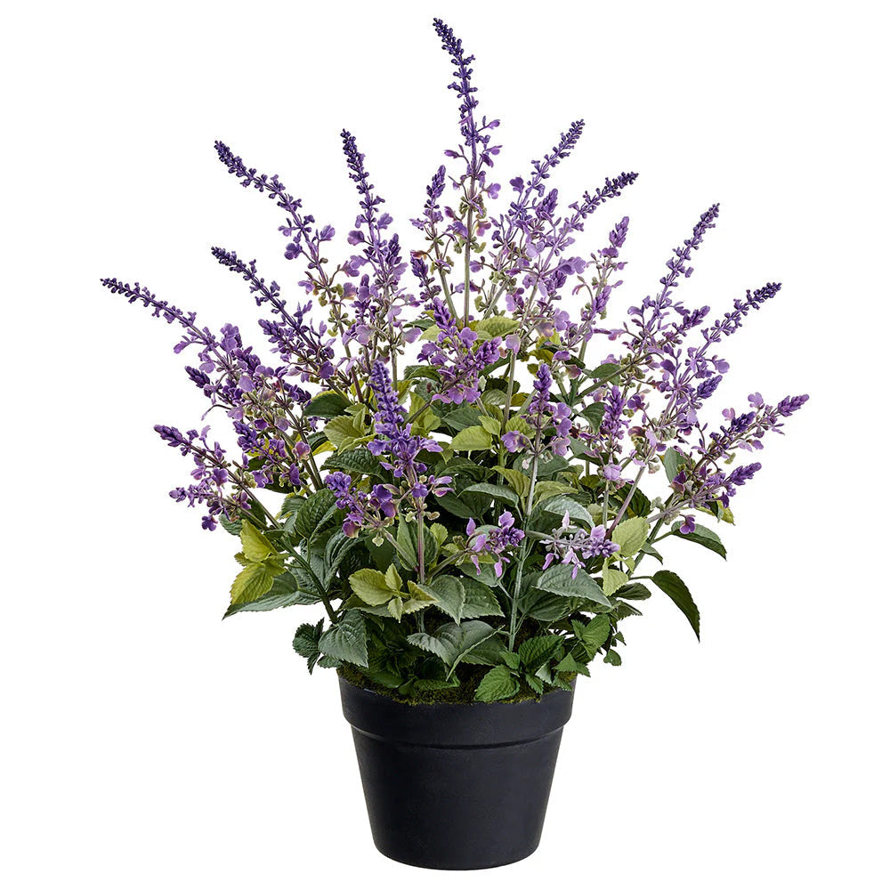 French Lavender In Planter's Pot 25"