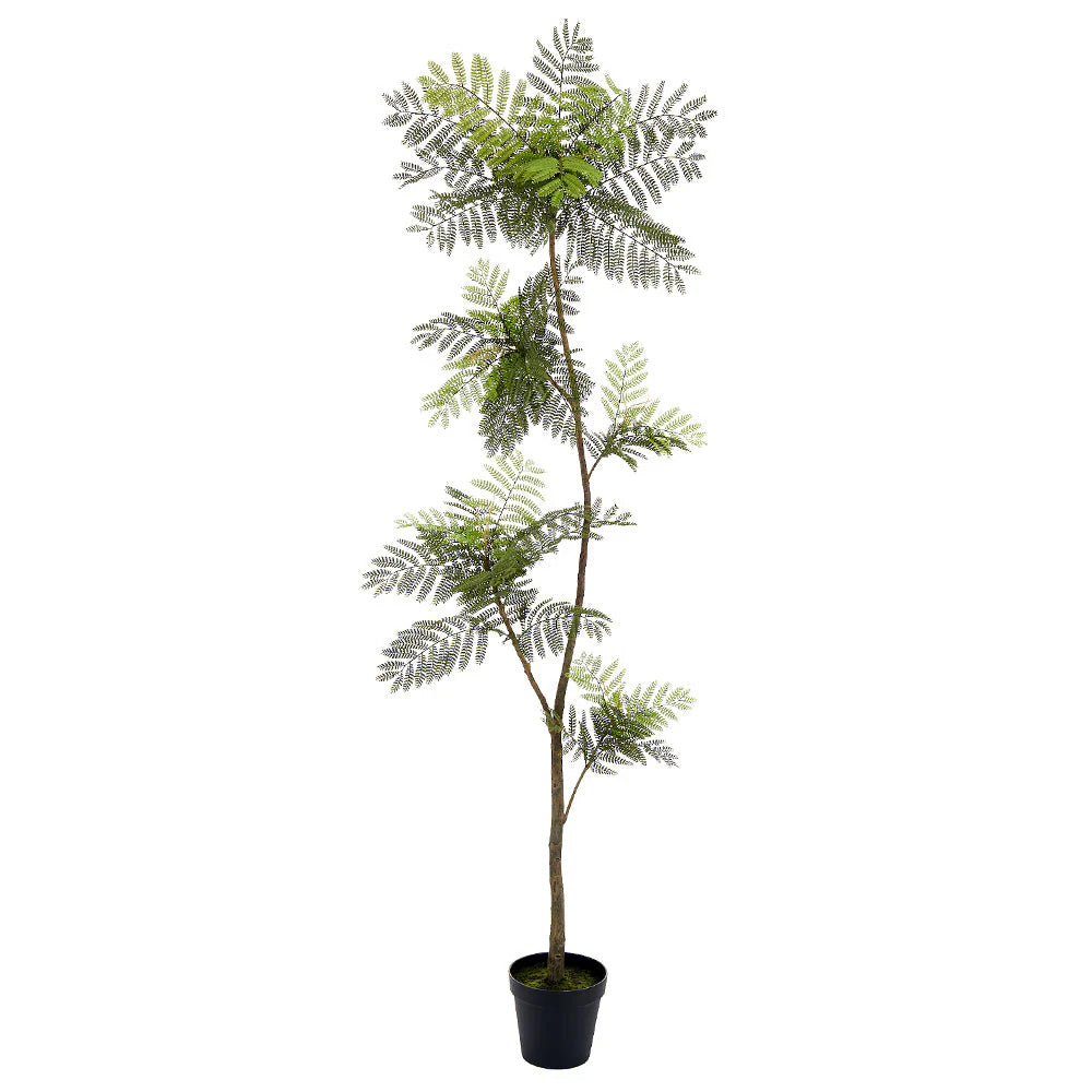 Jacaranda Fern Tree in Planter's Pot 84"
