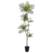 Jacaranda Fern Tree in Planter's Pot 84"