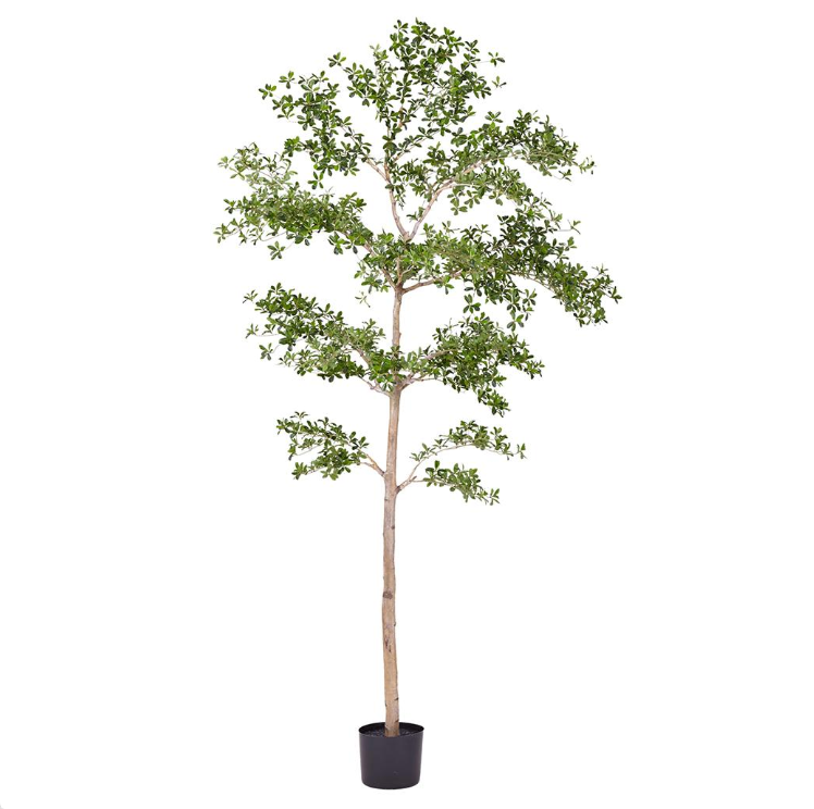 Shady Lady Tree in Planter's Pot 9'