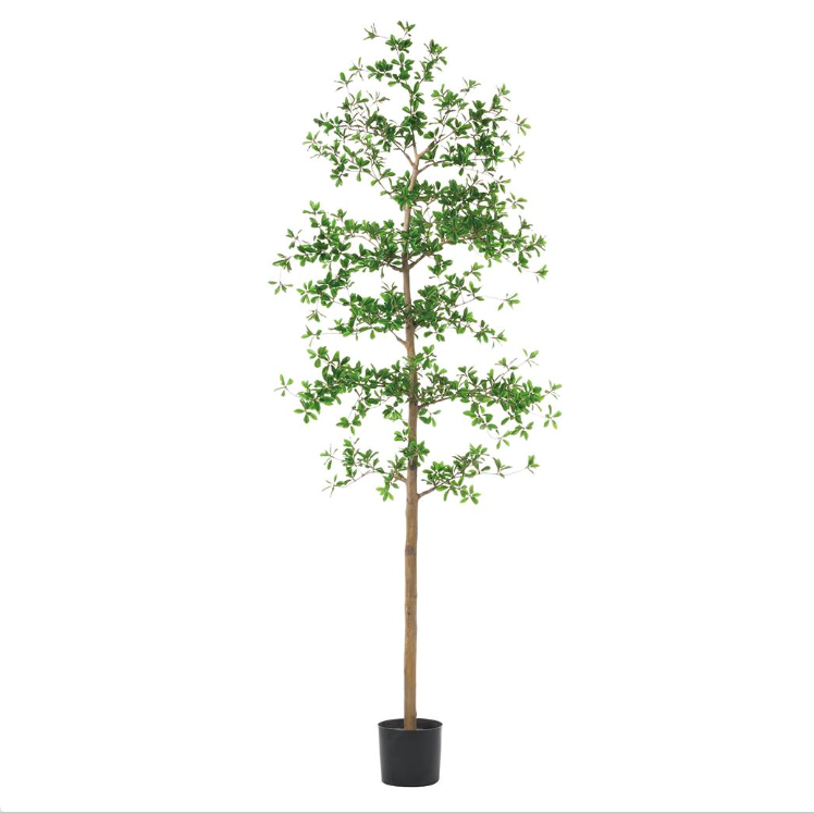 Shady Lady Tree in Planter's Pot 7'